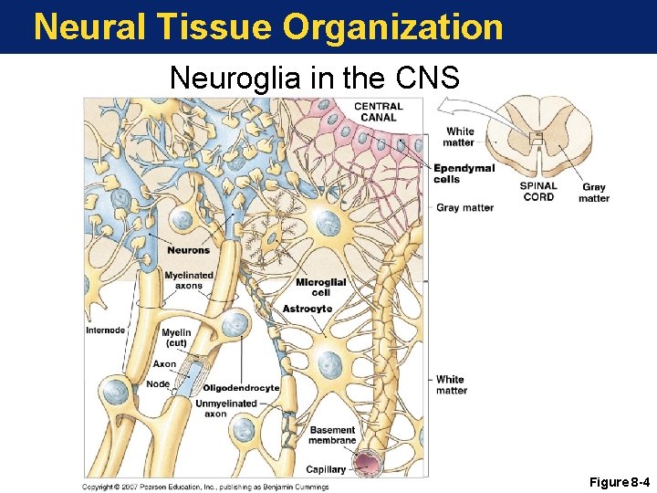 Neural Tissue Organization Neuroglia in the CNS Figure 8 -4 