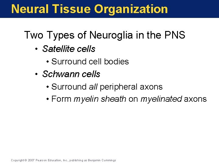 Neural Tissue Organization Two Types of Neuroglia in the PNS • Satellite cells •