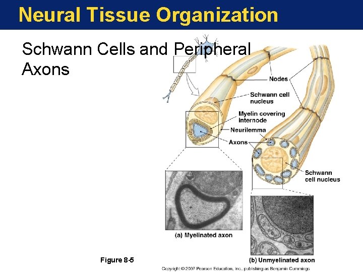 Neural Tissue Organization Schwann Cells and Peripheral Axons Figure 8 -5 