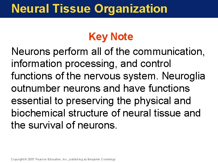 Neural Tissue Organization Key Note Neurons perform all of the communication, information processing, and