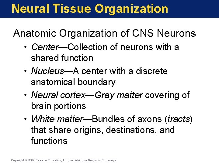 Neural Tissue Organization Anatomic Organization of CNS Neurons • Center—Collection of neurons with a
