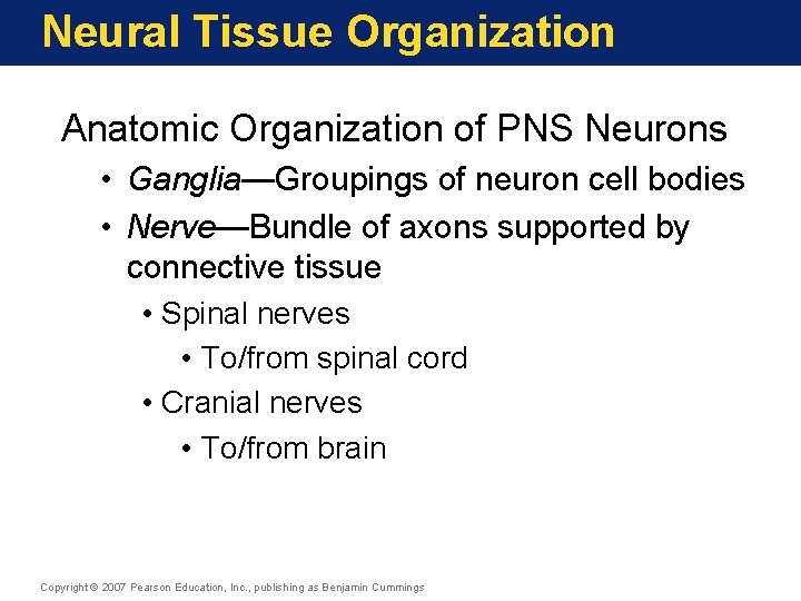 Neural Tissue Organization Anatomic Organization of PNS Neurons • Ganglia—Groupings of neuron cell bodies