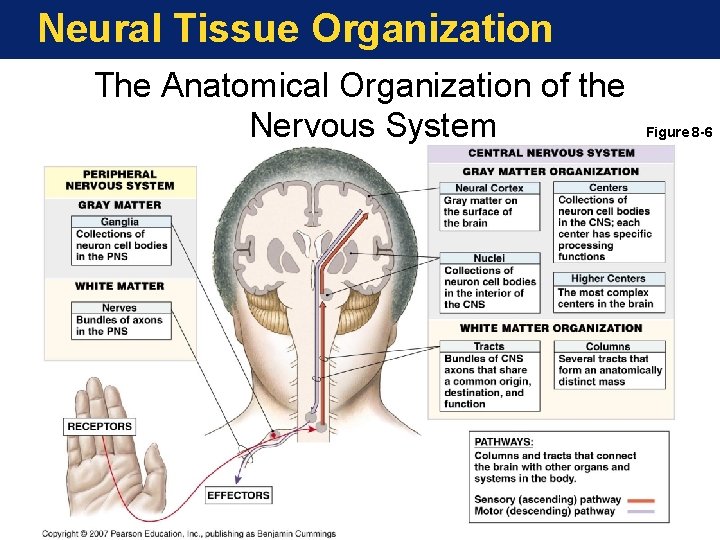 Neural Tissue Organization The Anatomical Organization of the Nervous System Figure 8 -6 