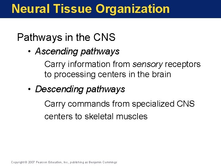 Neural Tissue Organization Pathways in the CNS • Ascending pathways Carry information from sensory