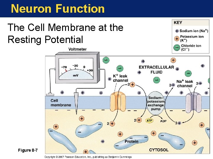 Neuron Function The Cell Membrane at the Resting Potential Figure 8 -7 