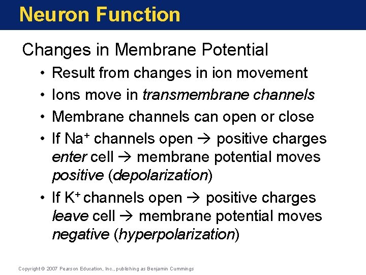 Neuron Function Changes in Membrane Potential • • Result from changes in ion movement