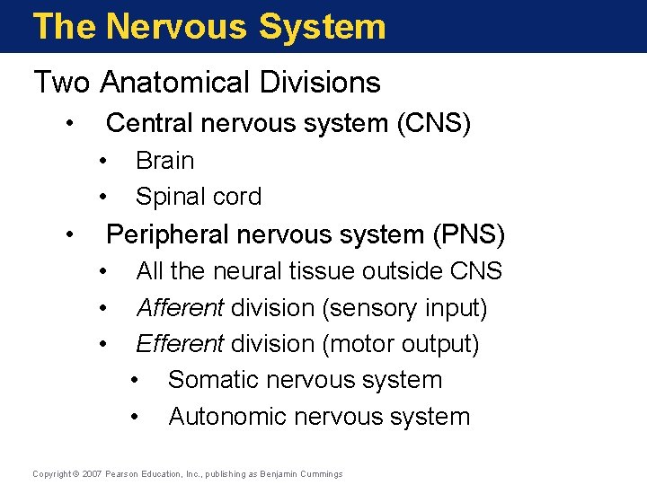 The Nervous System Two Anatomical Divisions • Central nervous system (CNS) • • •