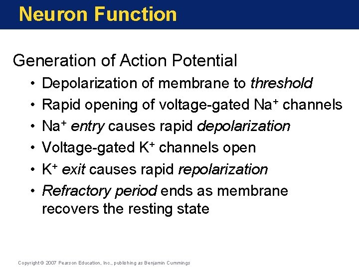 Neuron Function Generation of Action Potential • • • Depolarization of membrane to threshold