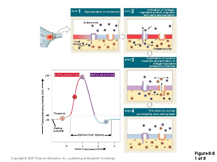 Depolarization to threshold Activation of voltageregulated sodium channels and rapid depolarization Sodium ions Local