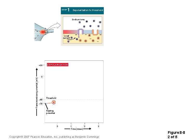 Depolarization to threshold Sodium ions Local current Transmembrane potential (m. V) +30 DEPOLARIZATION 0