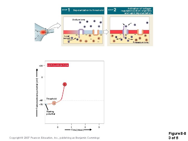 Depolarization to threshold Activation of voltageregulated sodium channels and rapid depolarization Sodium ions Local