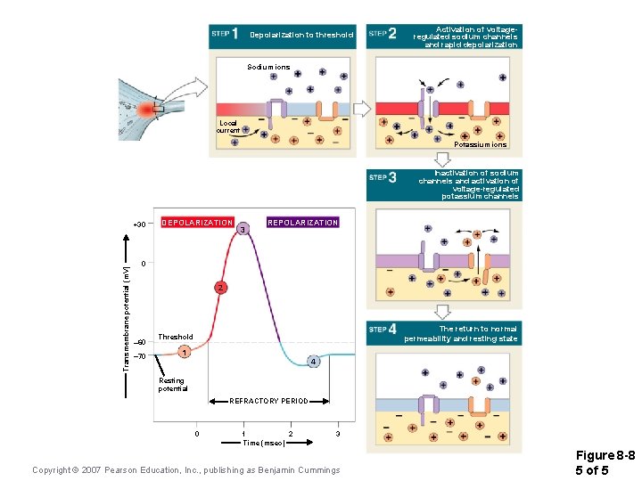 Depolarization to threshold Activation of voltageregulated sodium channels and rapid depolarization Sodium ions Local