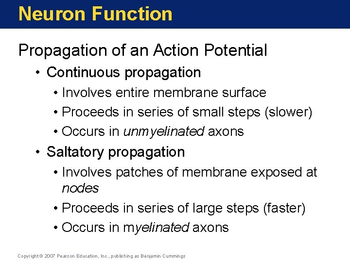 Neuron Function Propagation of an Action Potential • Continuous propagation • Involves entire membrane