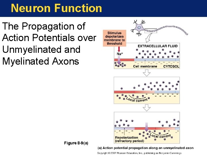 Neuron Function The Propagation of Action Potentials over Unmyelinated and Myelinated Axons Figure 8