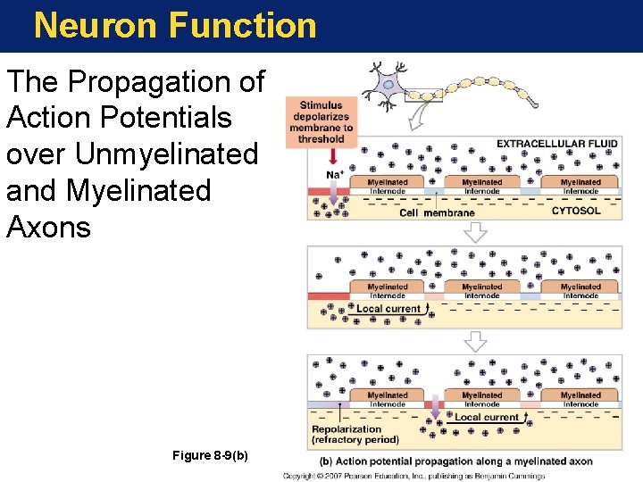 Neuron Function The Propagation of Action Potentials over Unmyelinated and Myelinated Axons Figure 8