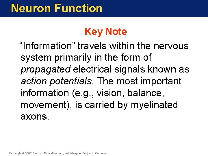 Neuron Function Key Note “Information” travels within the nervous system primarily in the form