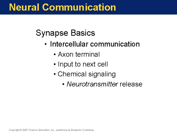 Neural Communication Synapse Basics • Intercellular communication • Axon terminal • Input to next