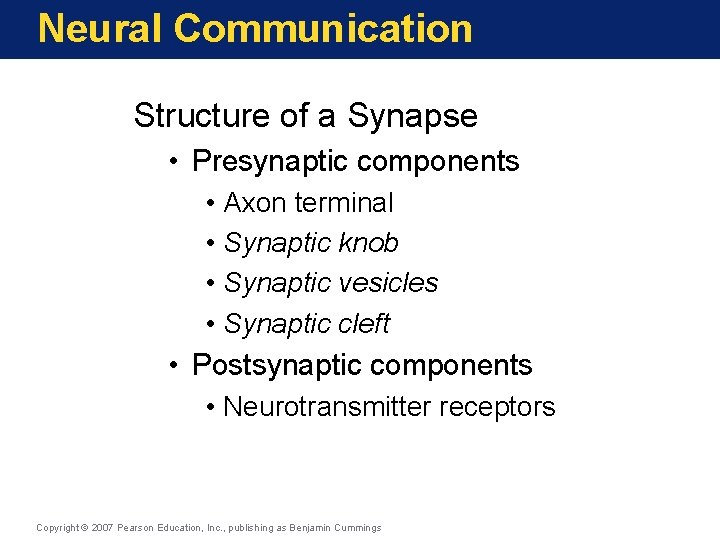 Neural Communication Structure of a Synapse • Presynaptic components • Axon terminal • Synaptic