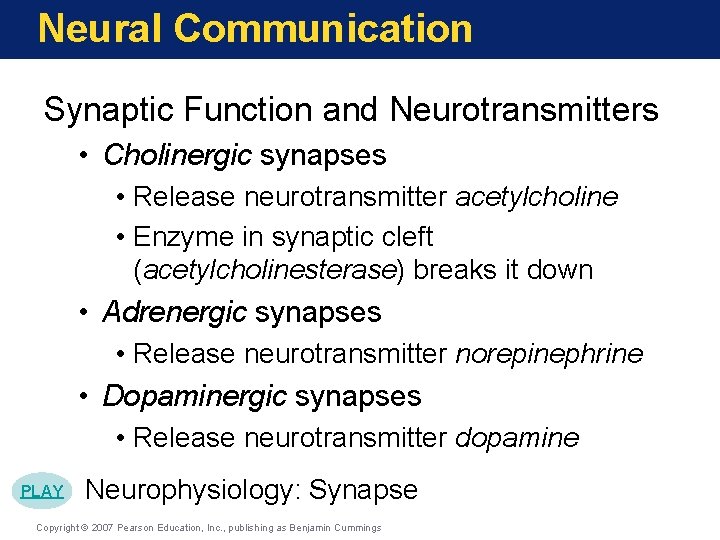 Neural Communication Synaptic Function and Neurotransmitters • Cholinergic synapses • Release neurotransmitter acetylcholine •