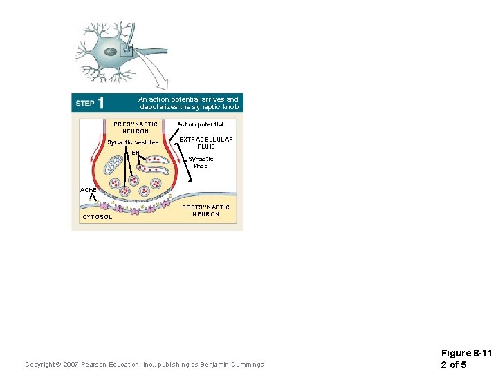 An action potential arrives and depolarizes the synaptic knob PRESYNAPTIC NEURON Synaptic vesicles ER