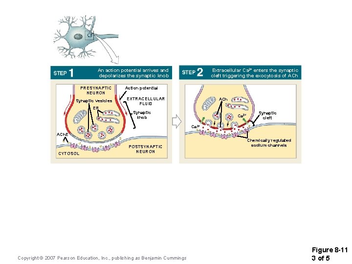 An action potential arrives and depolarizes the synaptic knob PRESYNAPTIC NEURON Synaptic vesicles ER