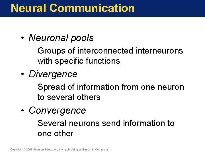 Neural Communication • Neuronal pools Groups of interconnected interneurons with specific functions • Divergence