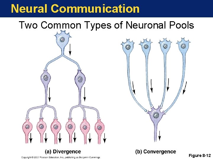 Neural Communication Two Common Types of Neuronal Pools Figure 8 -12 