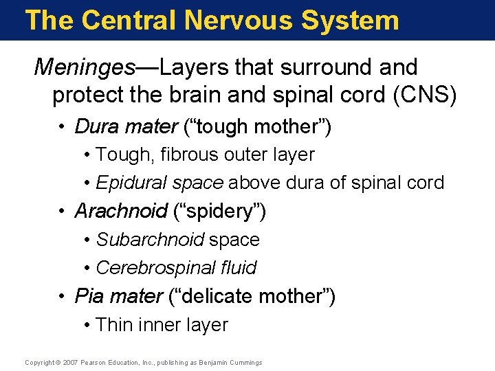 The Central Nervous System Meninges—Layers that surround and protect the brain and spinal cord