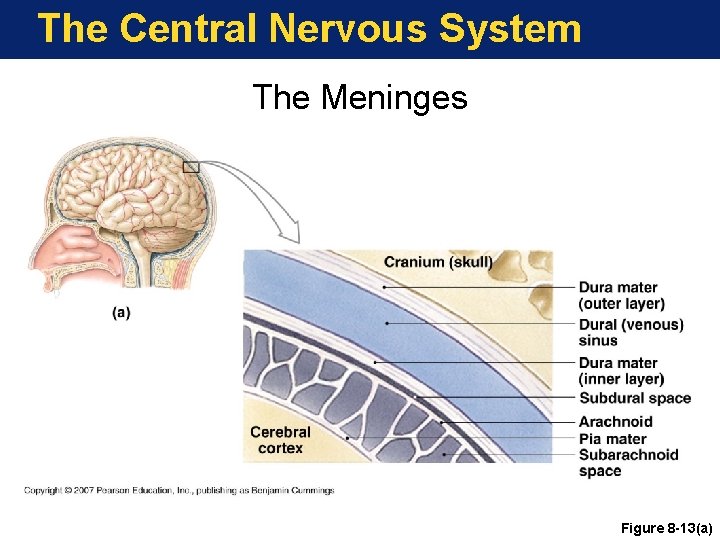 The Central Nervous System The Meninges Figure 8 -13(a) 