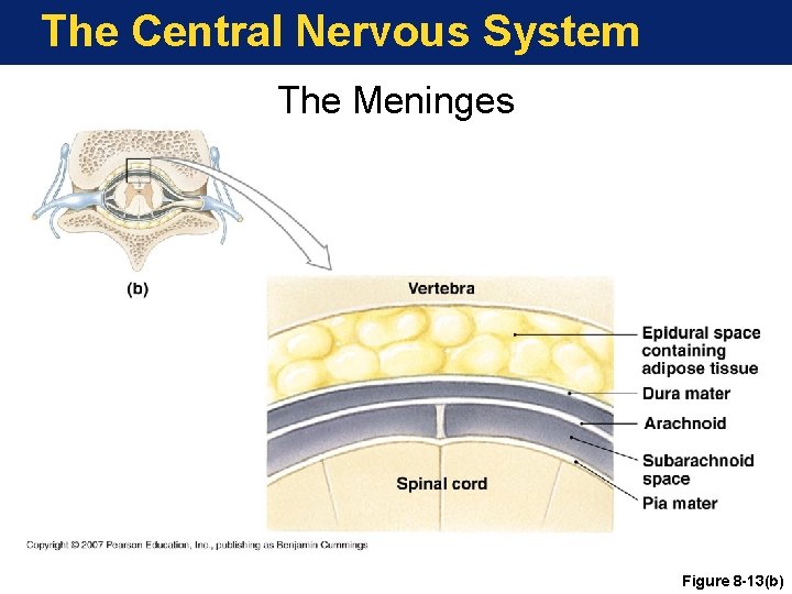 The Central Nervous System The Meninges Figure 8 -13(b) 