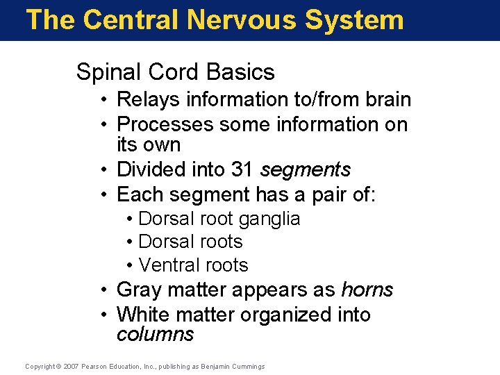 The Central Nervous System Spinal Cord Basics • Relays information to/from brain • Processes