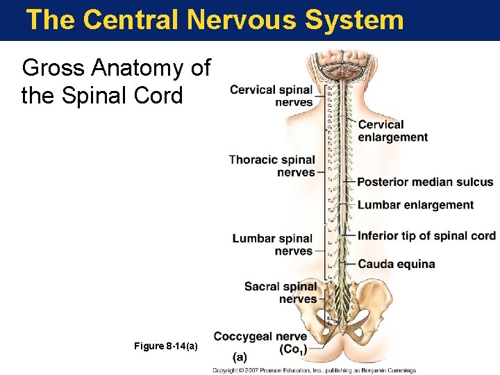 The Central Nervous System Gross Anatomy of the Spinal Cord Figure 8 -14(a) 