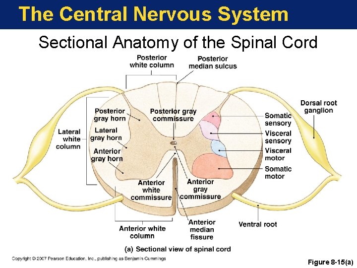 The Central Nervous System Sectional Anatomy of the Spinal Cord Figure 8 -15(a) 