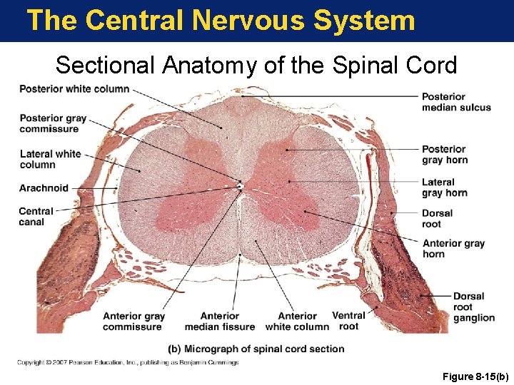 The Central Nervous System Sectional Anatomy of the Spinal Cord Figure 8 -15(b) 