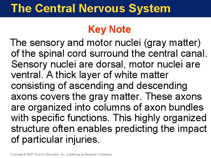 The Central Nervous System Key Note The sensory and motor nuclei (gray matter) of