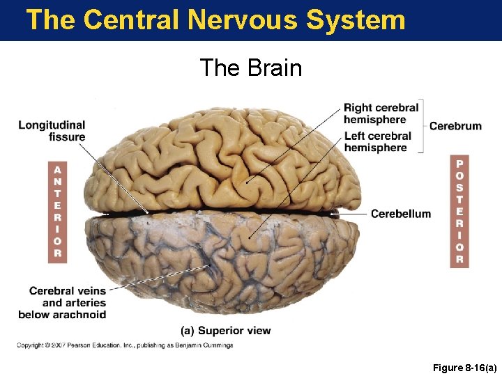 The Central Nervous System The Brain Figure 8 -16(a) 