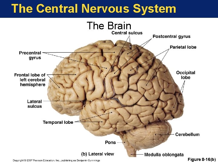 The Central Nervous System The Brain Figure 8 -16(b) 