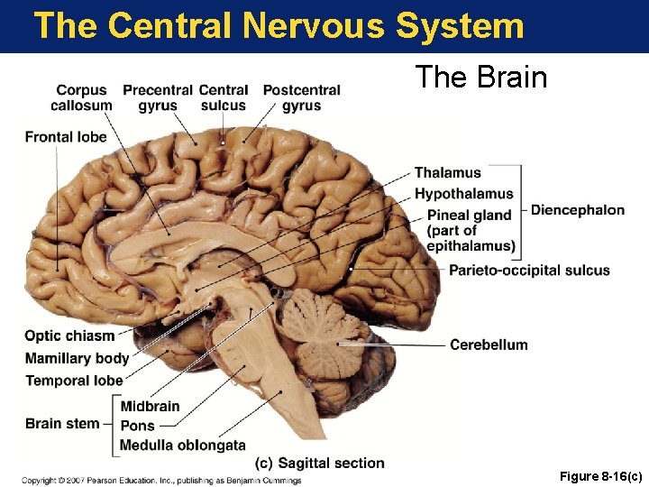 The Central Nervous System The Brain Figure 8 -16(c) 