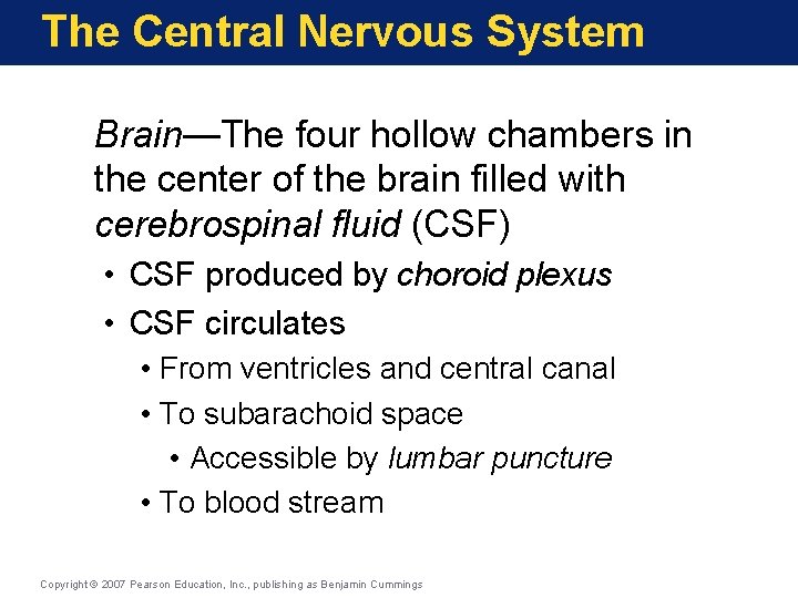 The Central Nervous System Brain—The four hollow chambers in the center of the brain