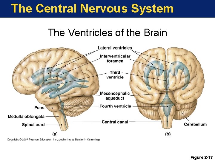 The Central Nervous System The Ventricles of the Brain Figure 8 -17 