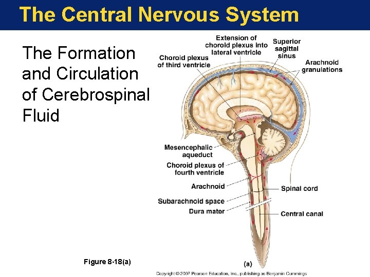 The Central Nervous System The Formation and Circulation of Cerebrospinal Fluid Figure 8 -18(a)