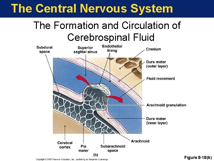 The Central Nervous System The Formation and Circulation of Cerebrospinal Fluid Figure 8 -18(b)