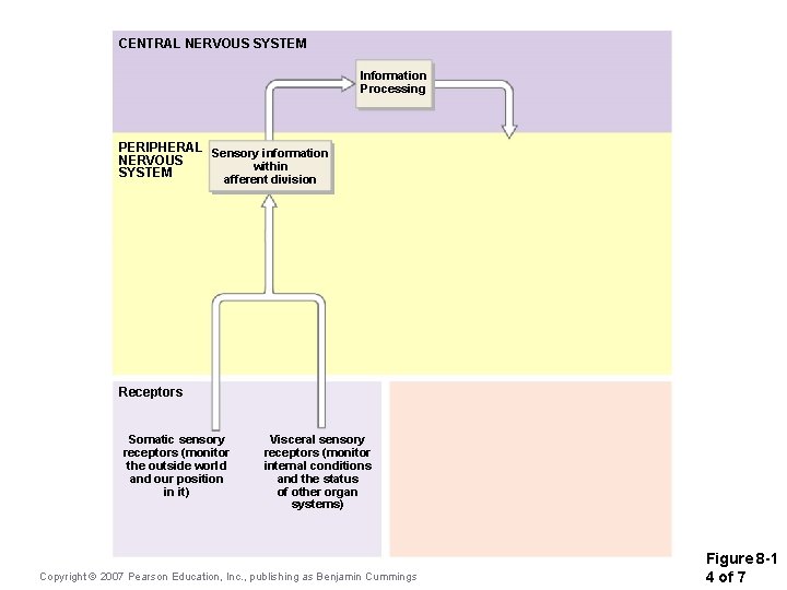 CENTRAL NERVOUS SYSTEM Information Processing PERIPHERAL Sensory information NERVOUS within SYSTEM afferent division Receptors