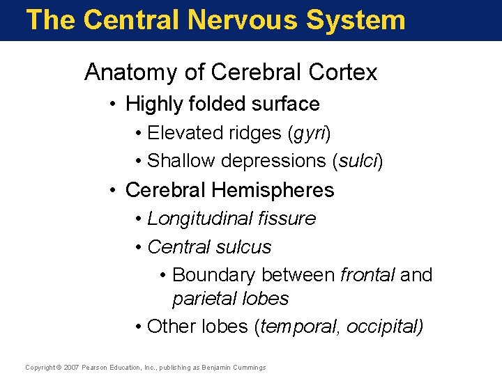 The Central Nervous System Anatomy of Cerebral Cortex • Highly folded surface • Elevated