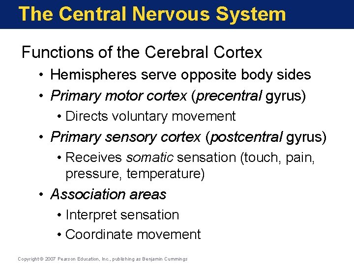 The Central Nervous System Functions of the Cerebral Cortex • Hemispheres serve opposite body