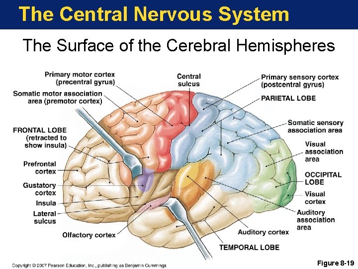 The Central Nervous System The Surface of the Cerebral Hemispheres Figure 8 -19 