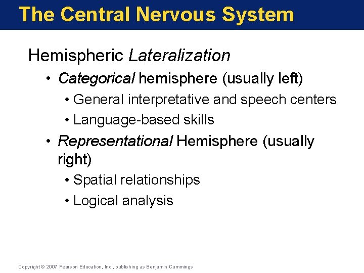 The Central Nervous System Hemispheric Lateralization • Categorical hemisphere (usually left) • General interpretative