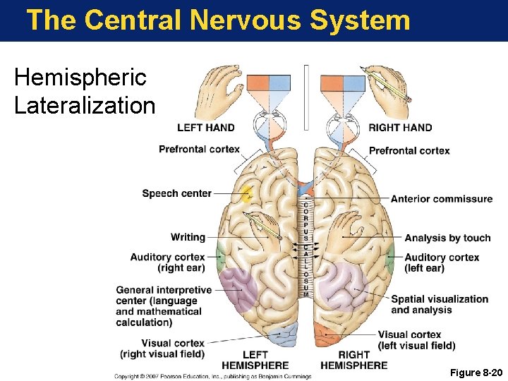 The Central Nervous System Hemispheric Lateralization Figure 8 -20 
