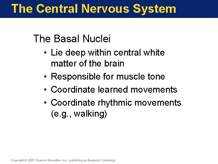 The Central Nervous System The Basal Nuclei • Lie deep within central white matter