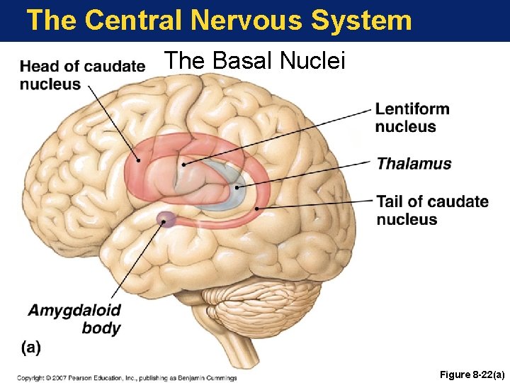 The Central Nervous System The Basal Nuclei Figure 8 -22(a) 